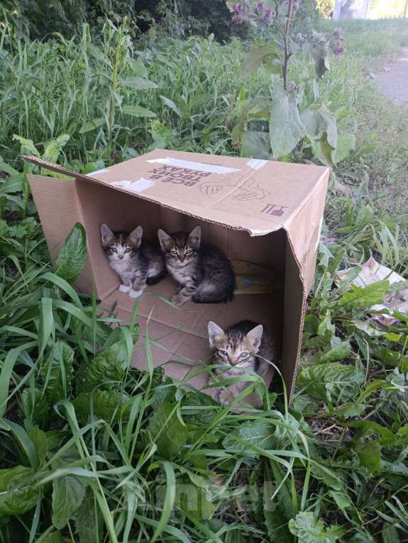 Кошки в Новосибирске: Пристраиваем найденных котят Мальчик, Бесплатно - фото 1