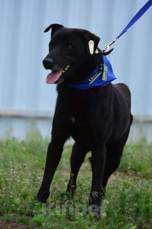 Собаки в Воронеже: Молодой пёс в добрые руки  Мальчик, Бесплатно - фото 3