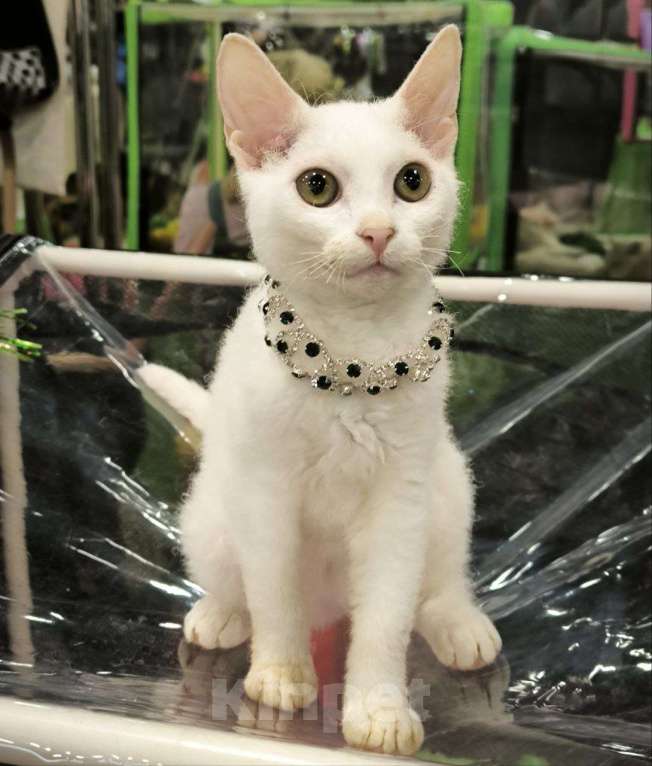 Кошки в Москве: Элитные котята левкой Девочка, Бесплатно - фото 3