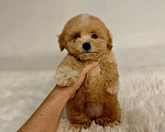 Собаки в Москве: Мальтипу Тедди девочка Мальчик, 125 000 руб. - фото 2