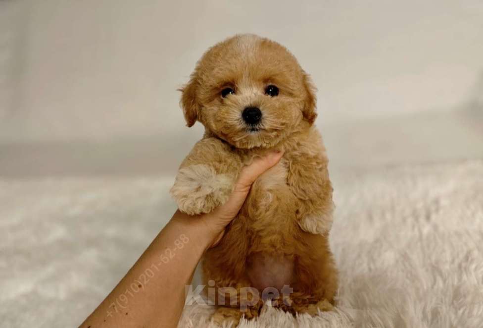 Собаки в Москве: Мальтипу Тедди девочка Мальчик, 125 000 руб. - фото 2