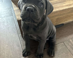 Собаки в других городах Московской области: Щенки кане-корсо Девочка, 45 000 руб. - фото 4