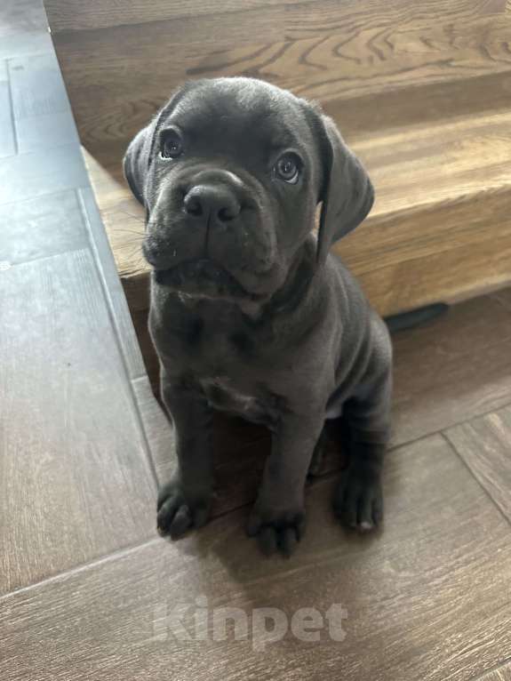 Собаки в других городах Московской области: Щенки кане-корсо Девочка, 45 000 руб. - фото 4