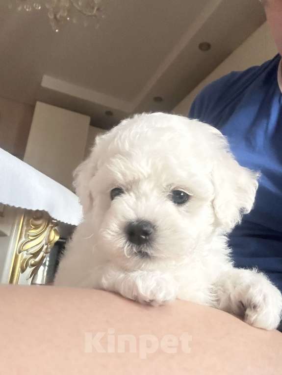 Собаки в Санкт-Петербурге: Эксклюзивный Бишон фризе Мальчик, 130 000 руб. - фото 2
