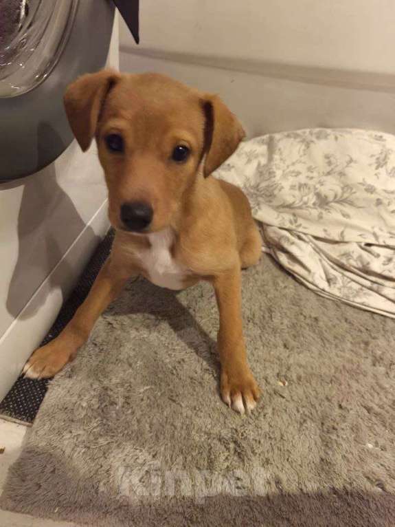 Собаки в других городах Московской области: Щенок Малыша ищет дом Девочка, Бесплатно - фото 6