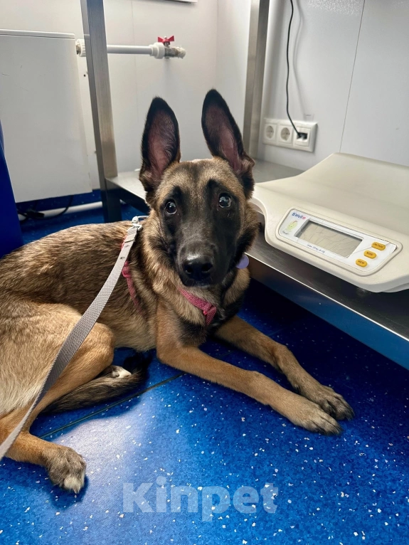 Собаки в Красногорске: Пинки — ушастое чудо в поисках дома!  Девочка, Бесплатно - фото 5