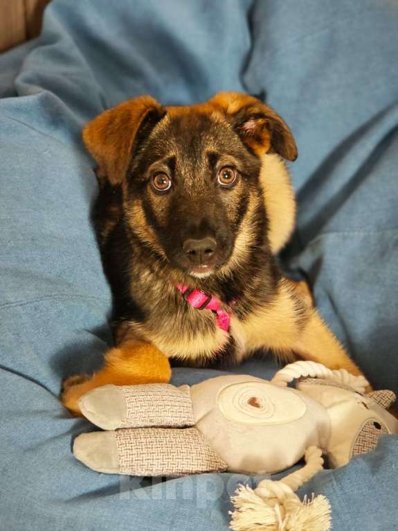 Собаки в Красногорске: Маленькая Николь 3 месяца в ищет дом  Девочка, Бесплатно - фото 4