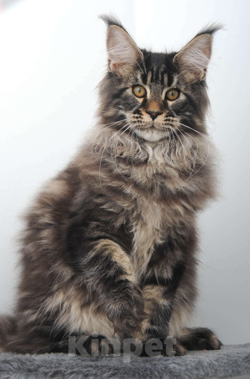 Кошки в Москве: Шубастый котенок мейн-кун  Мальчик, 70 000 руб. - фото 6