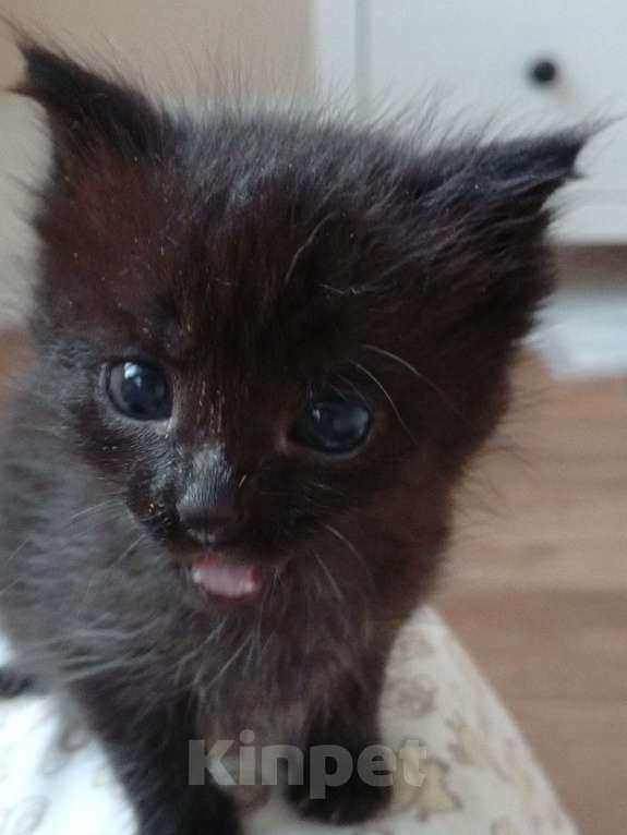 Кошки в других городах Московской области: Малышка в добрые руки Девочка, Бесплатно - фото 3