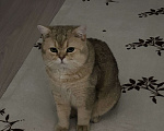 Кошки в Екатеринбурге: шотландец прямоухий  Мальчик, 20 000 руб. - фото 4