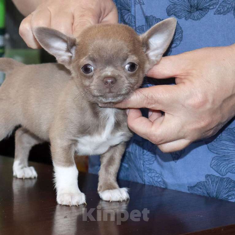 Собаки в Москве: 💜Лиловая девочка чихуахуа Девочка, 75 000 руб. - фото 4