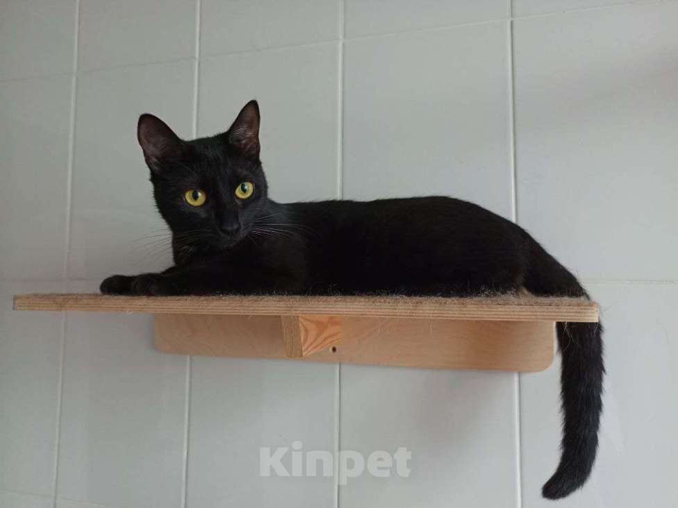 Кошки в Москве: Ищем дом малышке Девочка, Бесплатно - фото 2