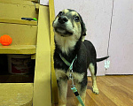 Собаки в Клине: Малышка Соната Девочка, Бесплатно - фото 3