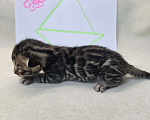 Кошки в Ростове-на-Дону: Бенгальское чудо Девочка, 60 000 руб. - фото 8