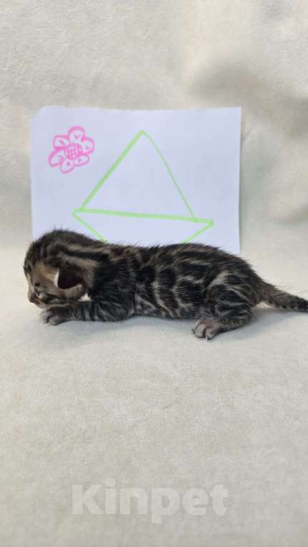 Кошки в Ростове-на-Дону: Бенгальское чудо Девочка, 60 000 руб. - фото 8