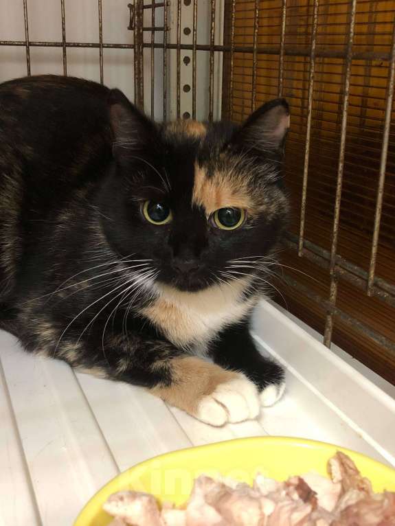 Кошки в Москве: Трёхцветная кошка Девочка, Бесплатно - фото 3