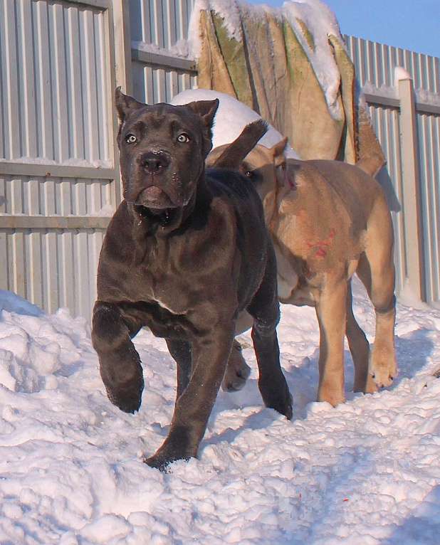 Собаки в Москве: Девочка кане корсо. Окрас голубой Девочка, 60 000 руб. - фото 7