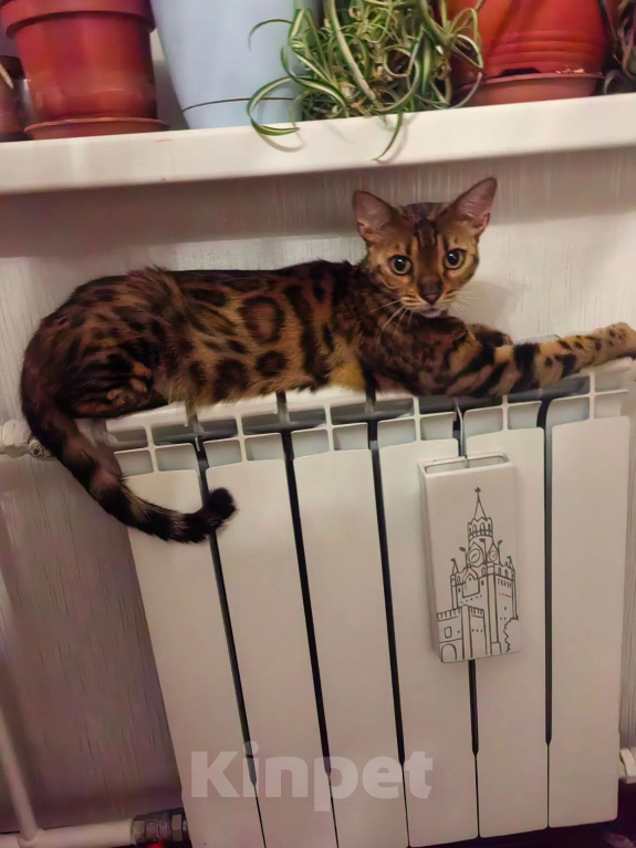 Кошки в других городах Московской области: Отдам в добрые руки Девочка, Бесплатно - фото 1