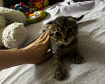 Кошки в Химках: Вислоухие котята Девочка, 1 000 руб. - фото 2