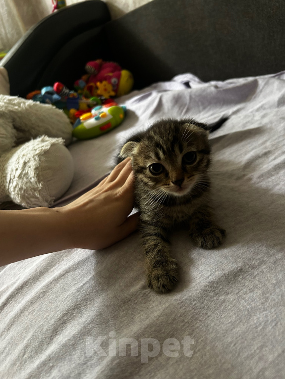 Кошки в Химках: Вислоухие котята Девочка, 1 000 руб. - фото 2