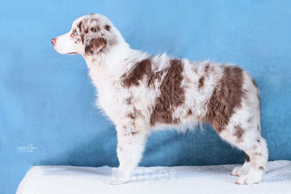 Собаки в других городах Новосибирской области: Щенок австралийской овчарки (аусси) Мальчик, 110 000 руб. - фото 5