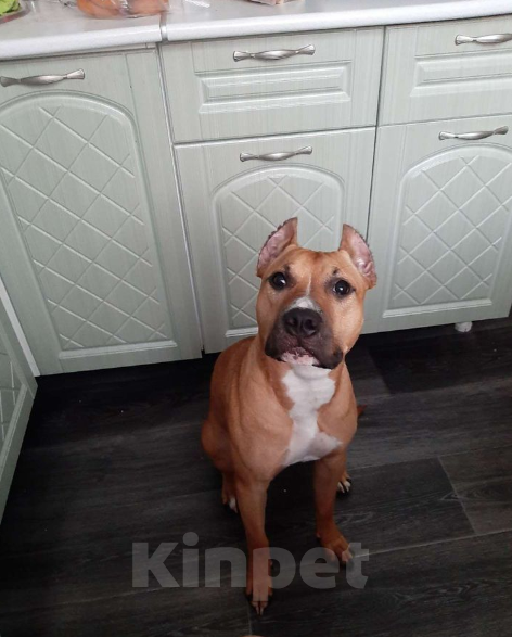 Собаки в Нефтеюганске: Отдам собаку в хорошие руки  Девочка, 10 руб. - фото 5