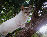 Кошки в Краснодаре: Кот для вязки, 700 руб. - фото 3