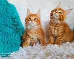 Кошки в Кингисеппе: Мейн куны рыжие морды, 10 000 руб. - фото 10