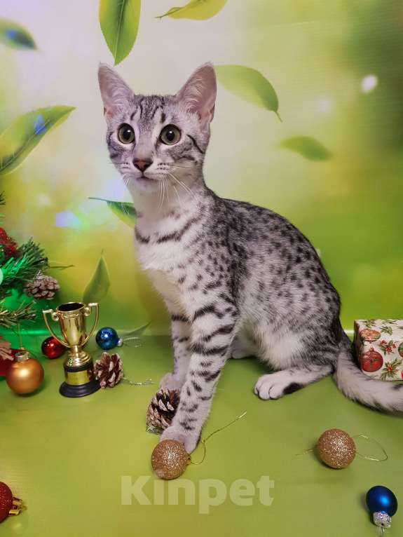 Кошки в Санкт-Петербурге: Кошечка редкой породы Египетская мау  Девочка, 60 000 руб. - фото 2