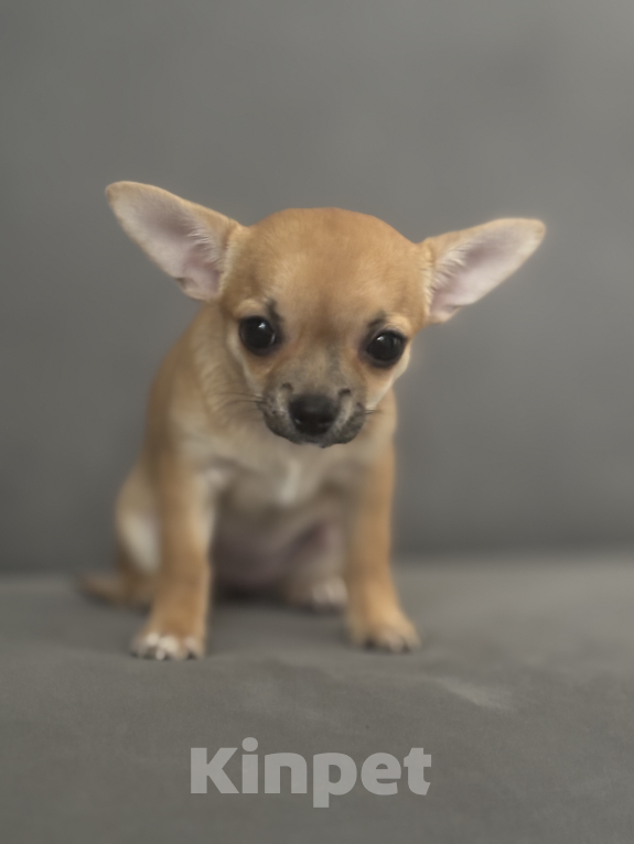 Собаки в Самаре: очаровательные малыши чихуахуа Девочка, 40 000 руб. - фото 2