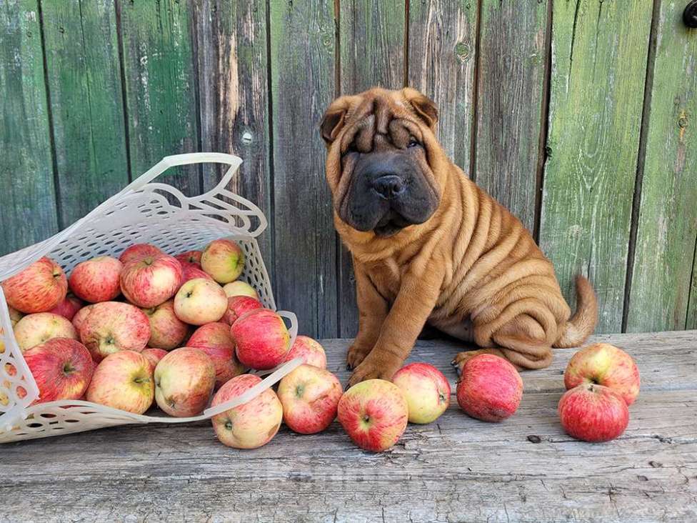 Собаки в Москве: Щенок шарпея  с документами Девочка, 50 000 руб. - фото 2