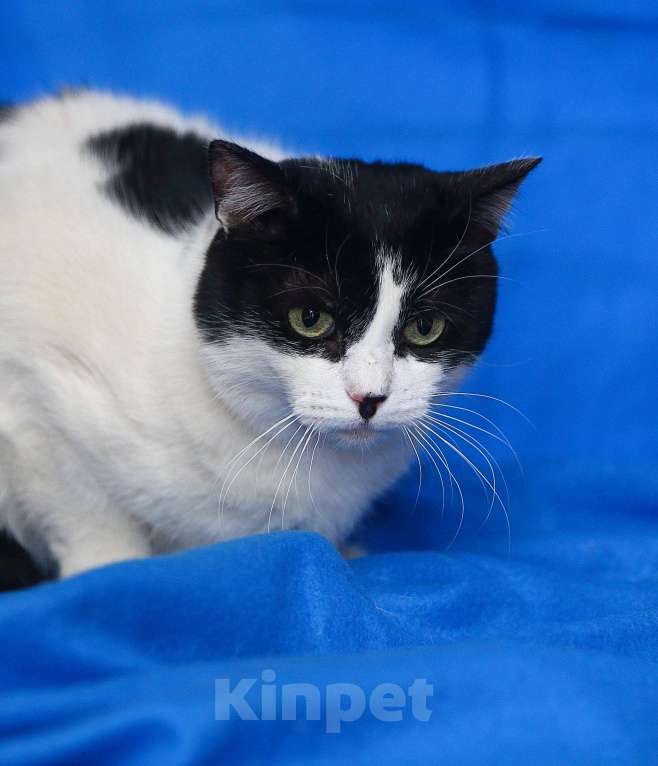 Кошки в Москве: Баюн, кот из сказок Пушкина Мальчик, Бесплатно - фото 2