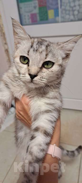 Кошки в Симферополе: Кошечка Буся ищет любящих хозяев) Девочка, Бесплатно - фото 10