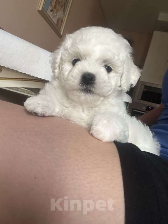 Собаки в Санкт-Петербурге: Эксклюзивный Бишон фризе Мальчик, 130 000 руб. - фото 3