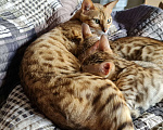 Кошки в Москве: бенгальский котенок кошечка Девочка, 10 000 руб. - фото 3