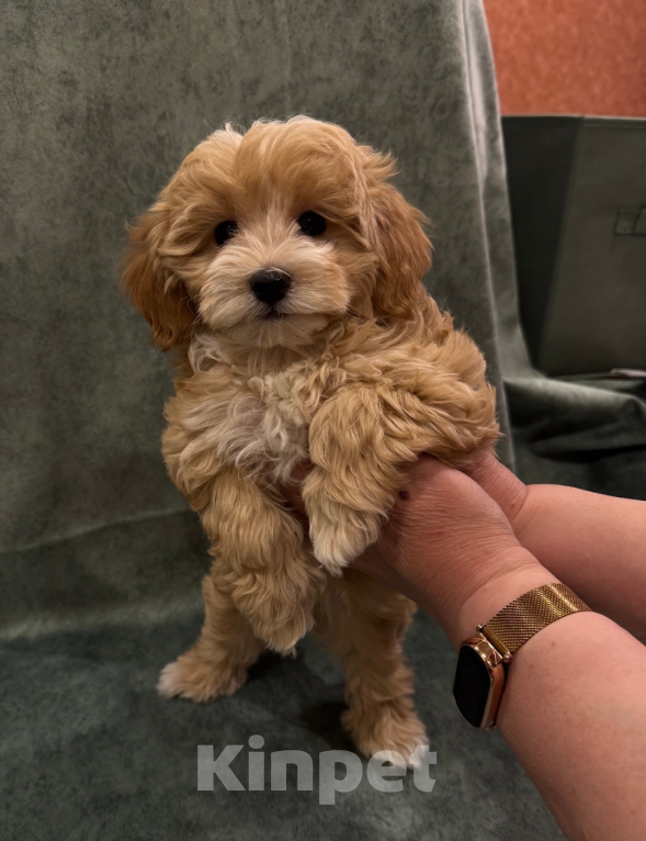 Собаки в Москве: щенки Мальтипу Девочка, Бесплатно - фото 4