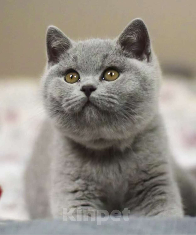 Кошки в Москве: Британские к/ш котята  Мальчик, Бесплатно - фото 4