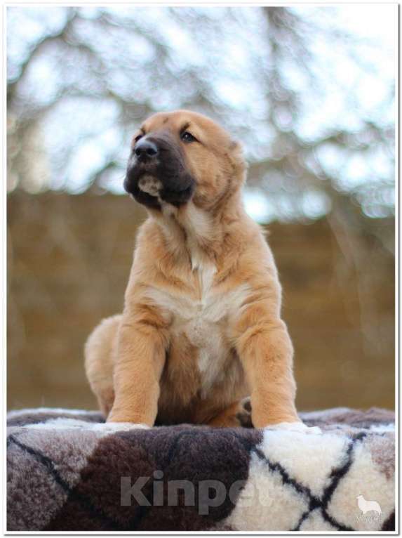 Собаки в Приозерске: Самые классные САО.  Мальчик, 30 000 руб. - фото 1