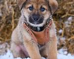 Собаки в Москве: классные щенки в поисках дома Мальчик, Бесплатно - фото 3