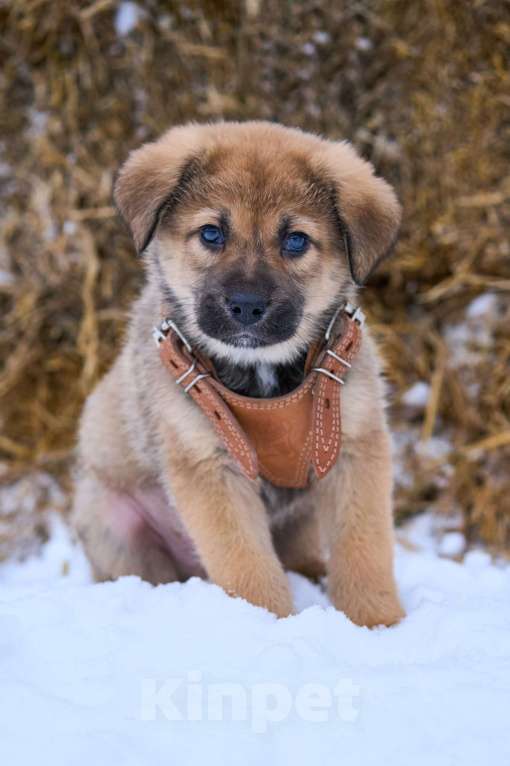 Собаки в Москве: классные щенки в поисках дома Мальчик, Бесплатно - фото 3