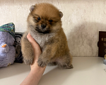 Собаки в Москве: Рыжая девочка Девочка, 30 000 руб. - фото 1