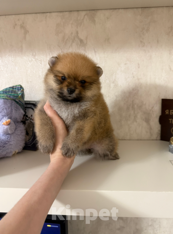 Собаки в Москве: Рыжая девочка Девочка, 30 000 руб. - фото 1