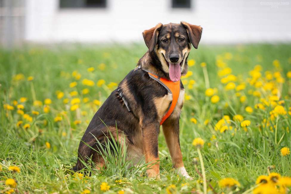 Собаки в Москве: Ариель - отмеченная на удачу Девочка, Бесплатно - фото 6