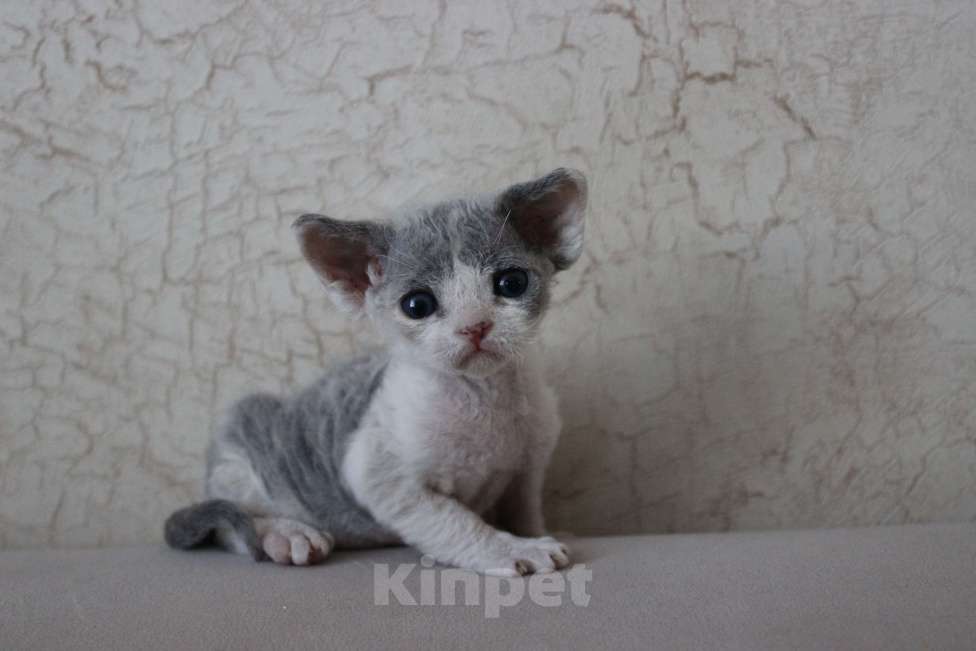 Кошки в Люберцах: Девочка девон рекс  Девочка, 70 000 руб. - фото 3