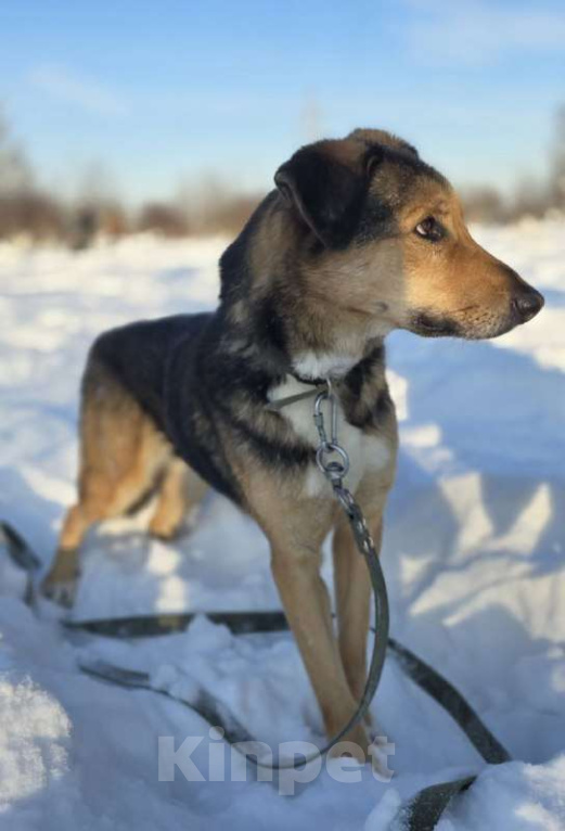 Собаки в Королеве: Знакомьтесь, Линч! Мальчик, Бесплатно - фото 8