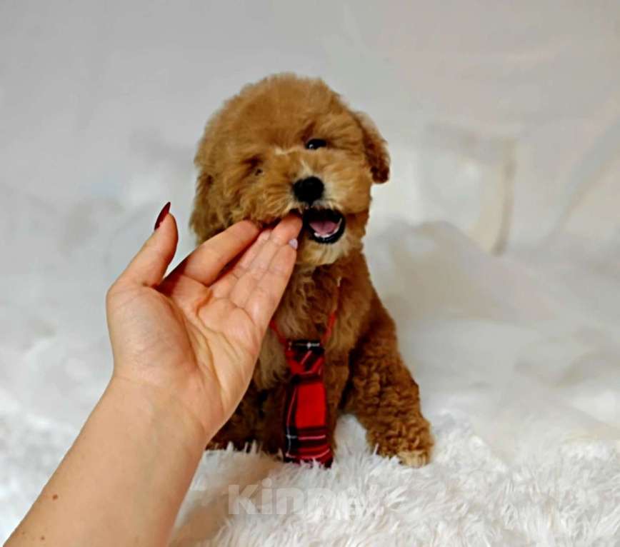 Собаки в Москве: Мальтипу Тедди мальчик  Мальчик, 140 000 руб. - фото 2