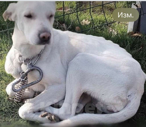 Собаки в Москве: Белый обтянутый кожей скелет Бемби Девочка, 10 руб. - фото 1