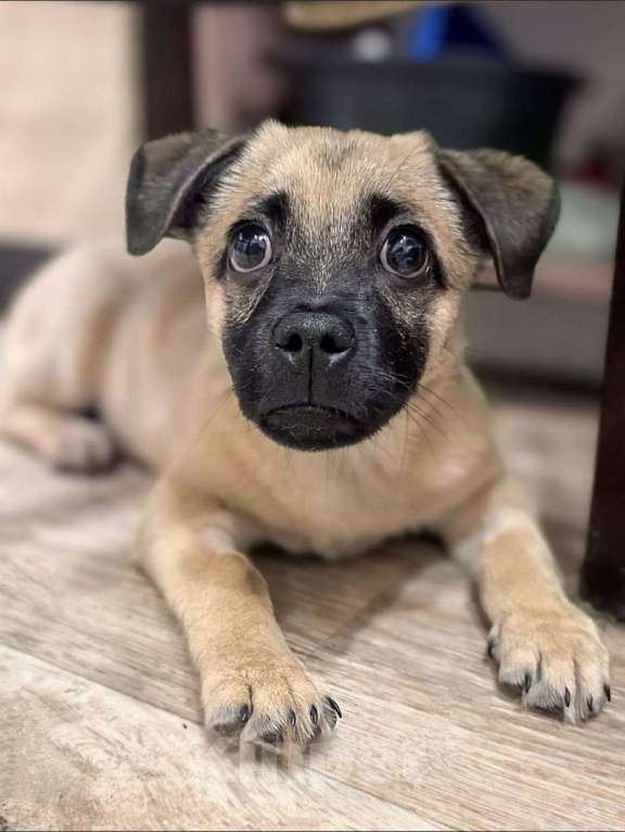 Собаки в Лосином-Петровском: Спарки якутенок в добрые руки Девочка, Бесплатно - фото 6