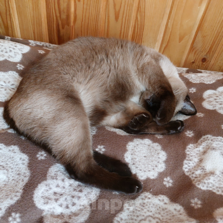 Кошки в Санкт-Петербурге: Кошка в добрые руки Девочка, Бесплатно - фото 1