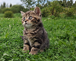 Кошки в Санкт-Петербурге: Шотландский котёнок Мальчик, 35 000 руб. - фото 7